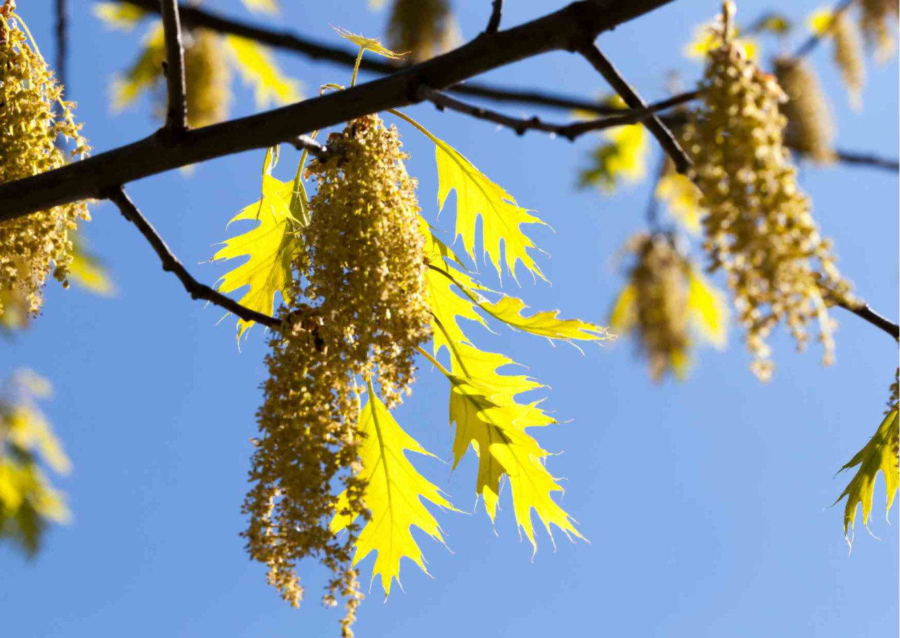 Blossoming-Oak-Tree